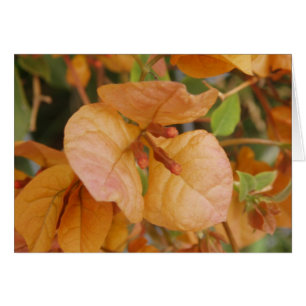 Orange Bougainvillea Card