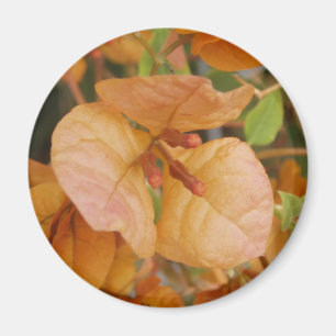 Orange Bougainvillea Magnet