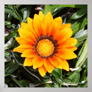 Orange Brilliance Poster