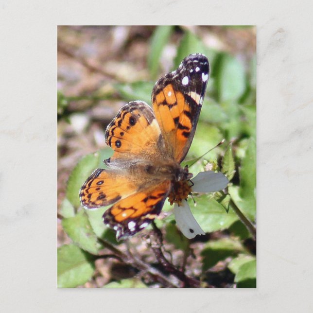Orange Brown Butterfly Photo Postcard (Front)