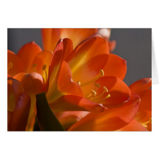 Orange Bush Lily