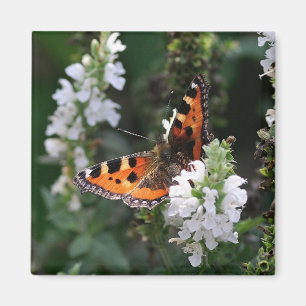 Orange Butterfly and White Blossoms Magnet
