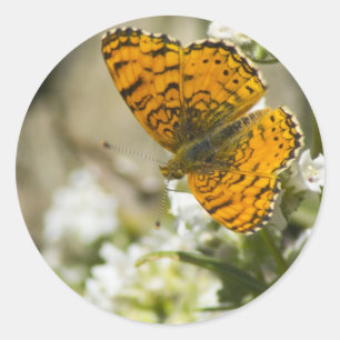 Orange Butterfly Classic Round Sticker