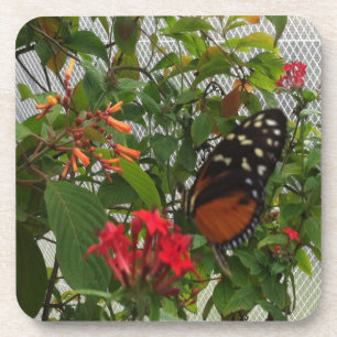 ORANGE BUTTERFLY COASTER