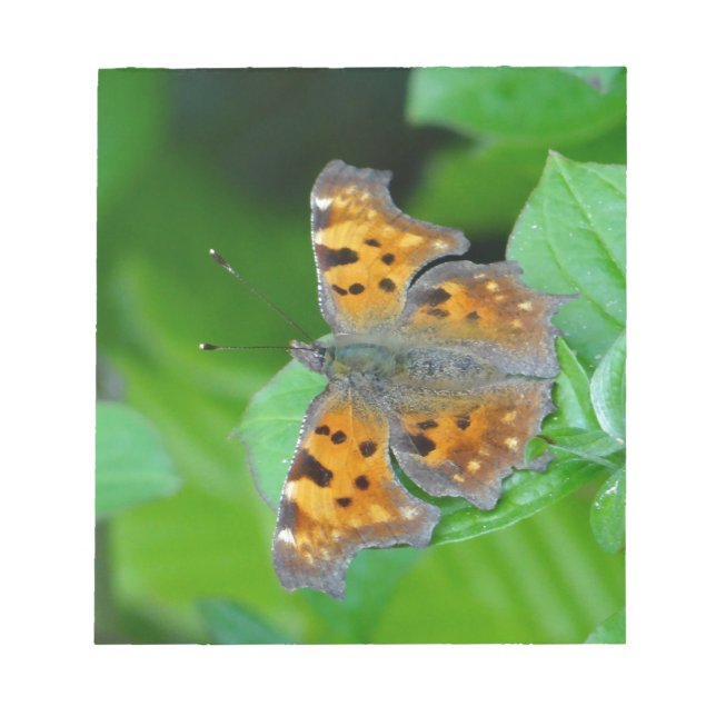 Orange butterfly notepad (Front)