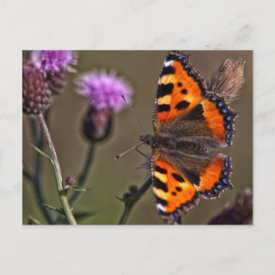 Orange butterfly on purple thistle flower postcard