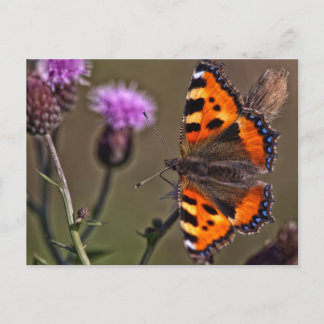 Orange butterfly on purple thistle flower postcard