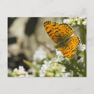 Orange Butterfly Postcard