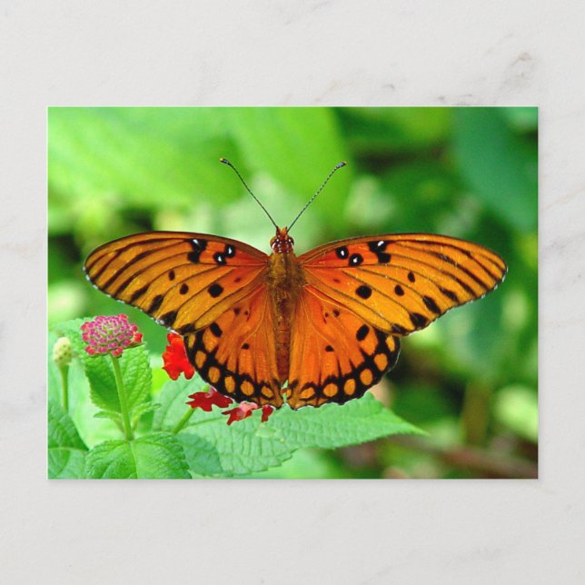 Orange Butterfly Postcard (Front)