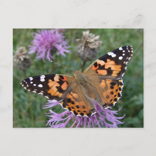 Orange Butterfly Postcard (Front)