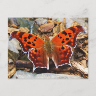 Orange Butterfly Postcard