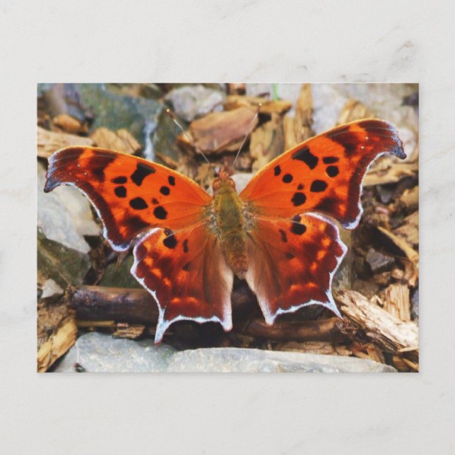 Orange Butterfly Postcard (Front)