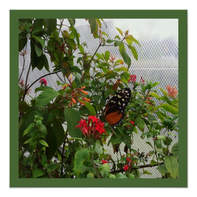ORANGE BUTTERFLY POSTER (Front)