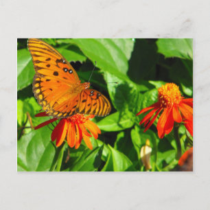 Orange Butterfly Upclose Postcard