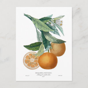 Orange by Pierre - Antoine Poiteau Postcard