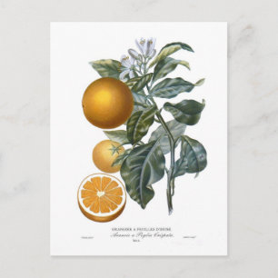Orange by Pierre - Antoine Poiteau Postcard