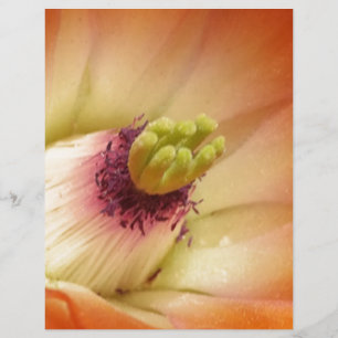 Orange Cactus Flower