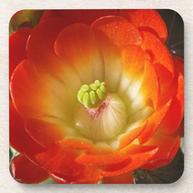 Orange-Cactus-flower Coaster (Front)