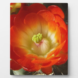 Orange-Cactus-flower Plaque