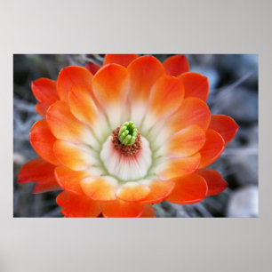 Orange Cactus Flower Poster