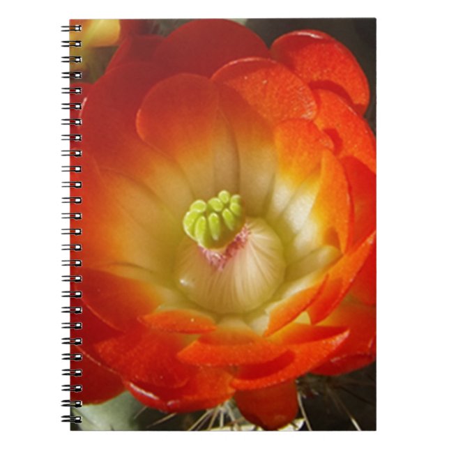 Orange-Cactus-flower Spiral Notebook (Front)