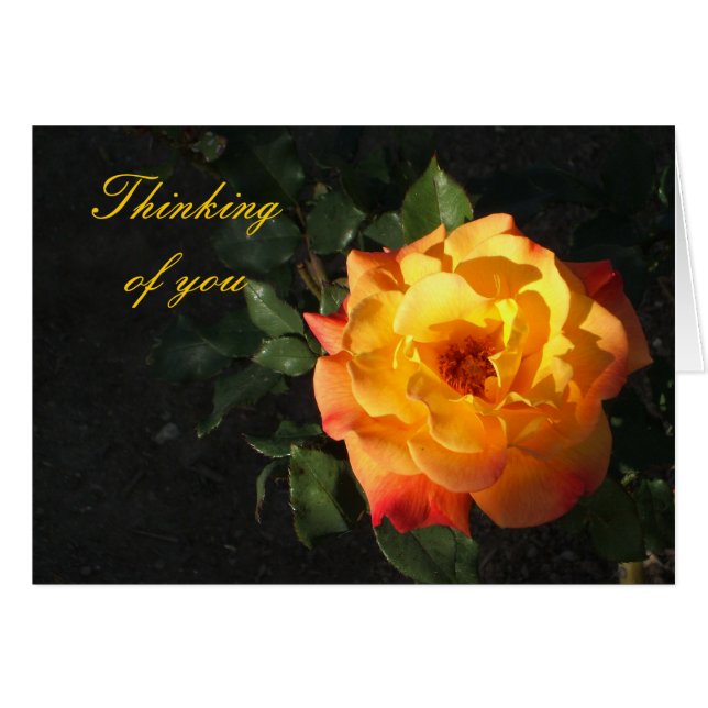 Orange Cali rose card (Front Horizontal)