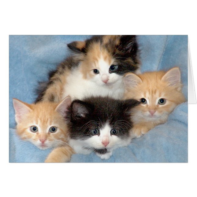 Orange, Calico and Black/White Kittens Cards (Front Horizontal)