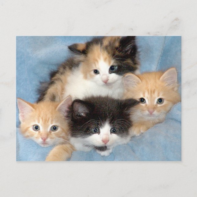 Orange, Calico and Black/White Kittens Postcards (Front)