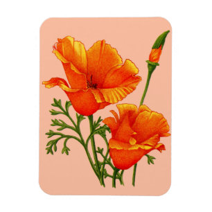 orange California poppies Magnet