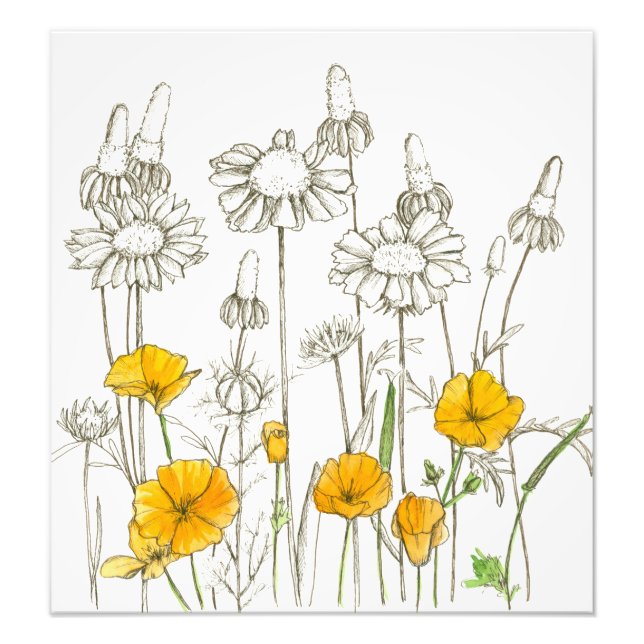 Orange California Poppy Flowers Plant Sketch Photo Print (Front)