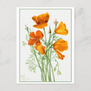 Orange California Poppy/Poppies Vintage Postcard