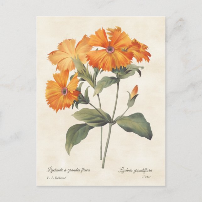 Orange Campion Vintage Botanical Illustration Postcard (Front)