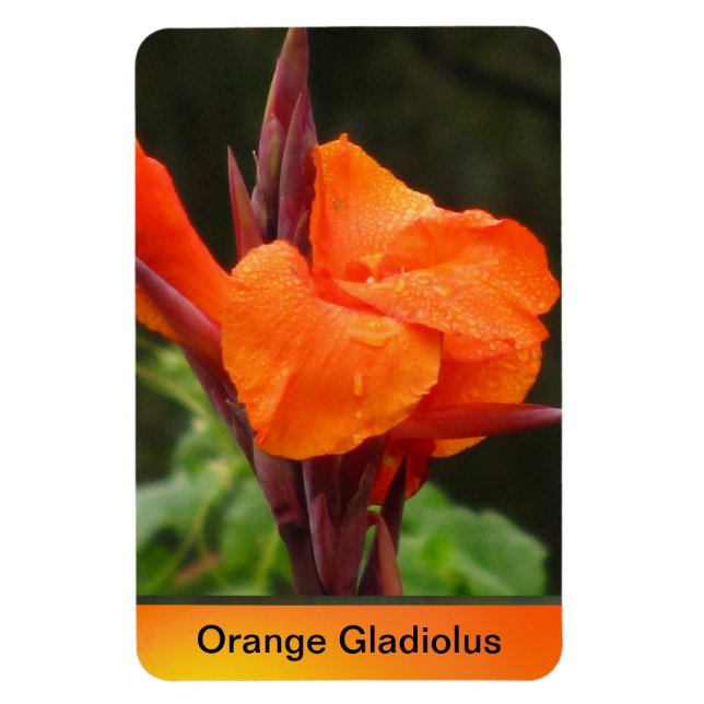 Orange Canna Flower Magnet (Vertical)