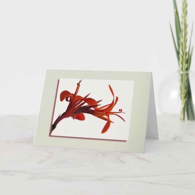 Orange Canna Greeting Card (Front)
