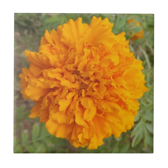 Orange Carnation tile (Front)