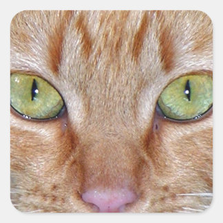 Orange Cat Eyes Square Sticker