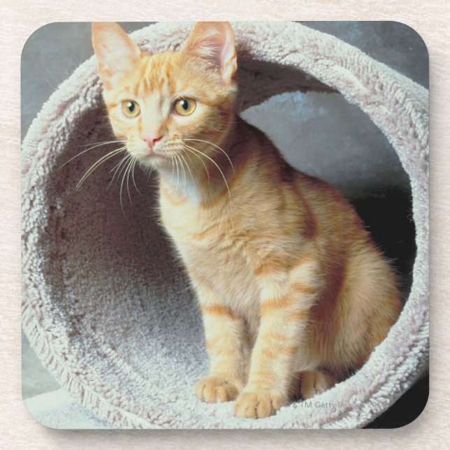 Orange Cat in Toy Coaster (Front)