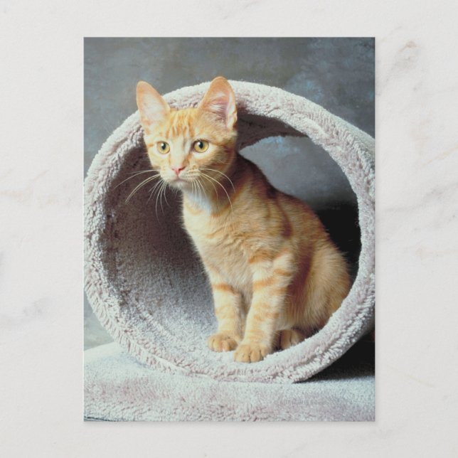 Orange Cat in Toy Postcard (Front)