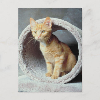 Orange Cat in Toy Postcard