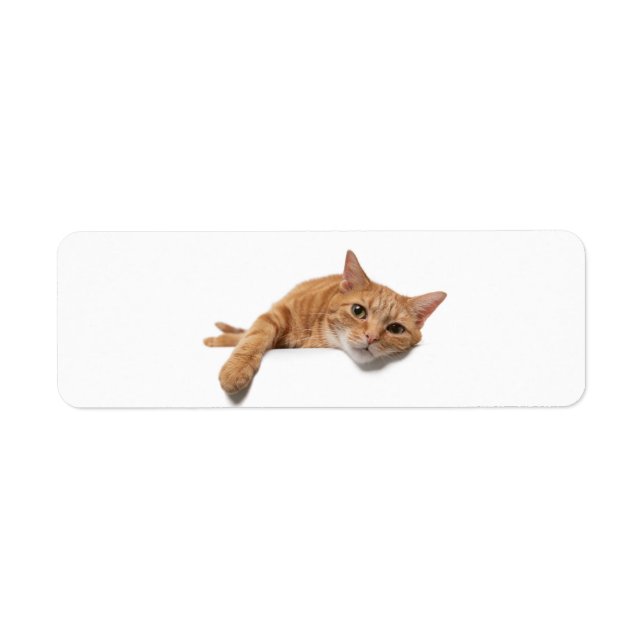 Orange Cat Laying Down (Front)