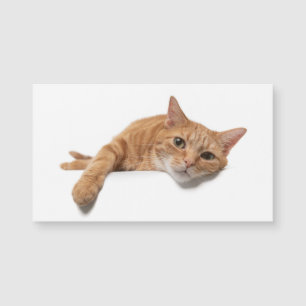 Orange Cat Laying Down