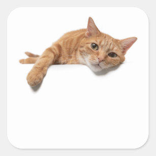 Orange Cat Laying Down Square Sticker