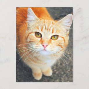 Orange Cat Post Card