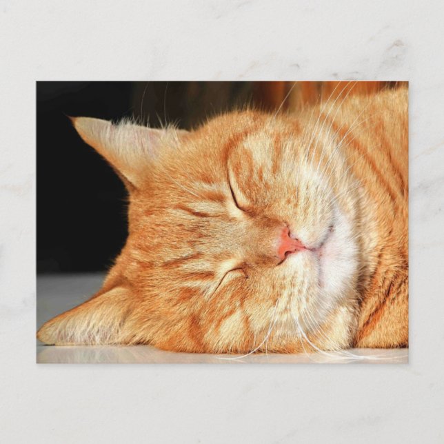 Orange cat postcard (Front)