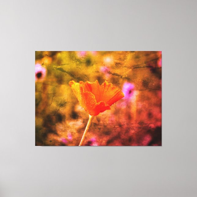 Orange chiffon poppy and wall canvas print (Front)