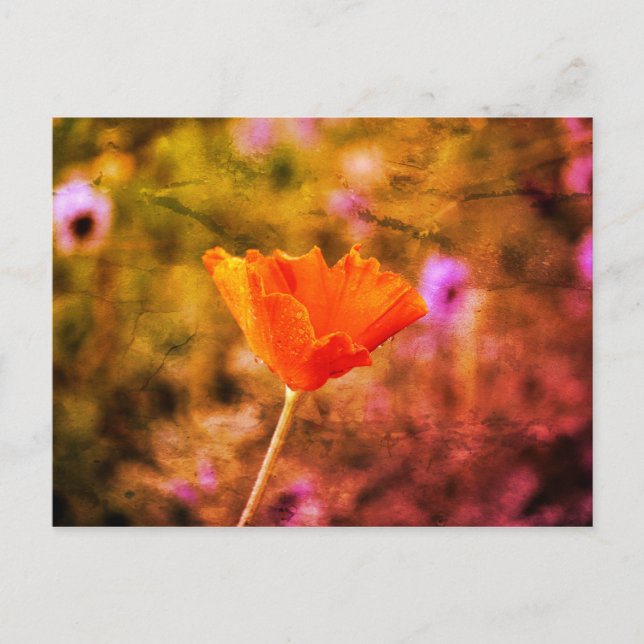 Orange chiffon poppy and wall postcard (Front)