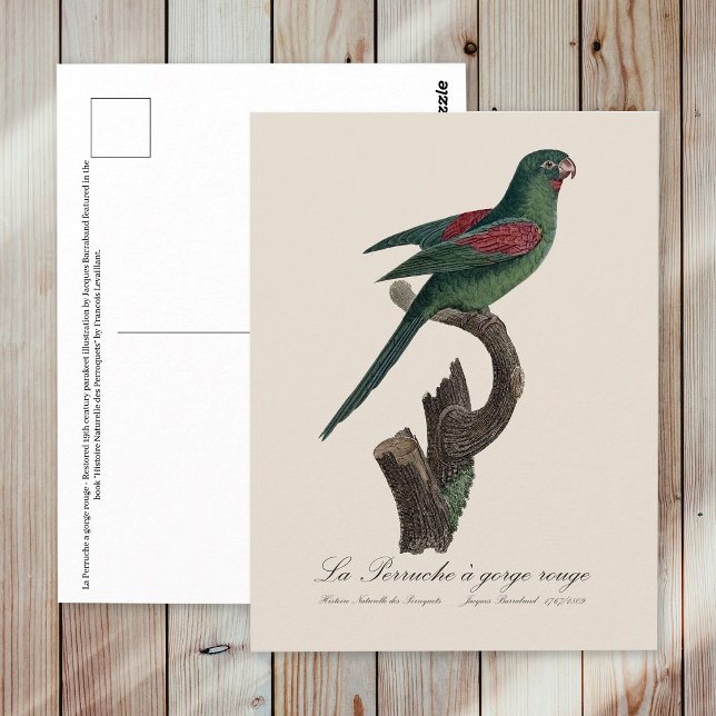 Orange-Chinned Parakeet, Brotogeris jugularis Postcard (Orange-Chinned Parakeet, Brotogeris jugularis. Postcard)
