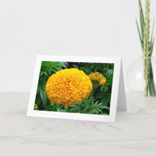 Orange Chrysanthemum Card