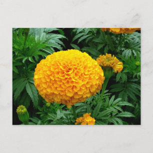 Orange Chrysanthemum Postcard