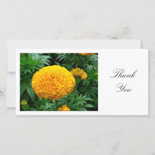 Orange Chrysanthemum - Thank You